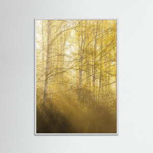 Morgonljus genom björkar i Gunnebo | Fine Art Print från Mölndal