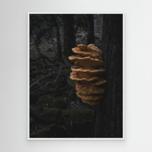 Svavelticka i Särö Västerskog | Canvas från Halland