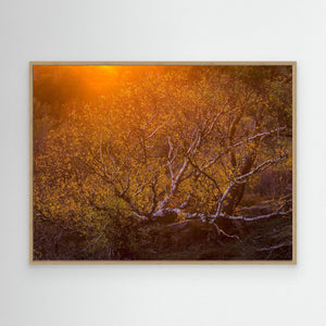 Solnedgång över björk i Änggårdsbergen | Canvas