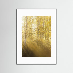 Morgonljus genom björkar i Gunnebo | Fine Art Print från Mölndal