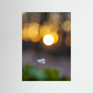 Rådasjöns Naturreservat, Härryda – Vitsippa i solnedgång | Fine Art Print
