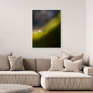 Botaniska trädgården, Göteborg – Vitsippa i vårens ljus | Canvas