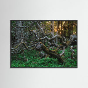 De vindvridna träden i Särö Västerskog | Fine Art Print