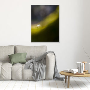 Botaniska trädgården, Göteborg – Vitsippa i vårens ljus | Canvas