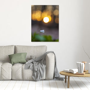 Rådasjöns Naturreservat, Härryda – Vitsippa i solnedgång | Canvas