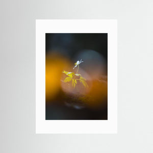 Lilla Änggården, Göteborg – Ensam vitsippa i vårljus | Fine Art Print