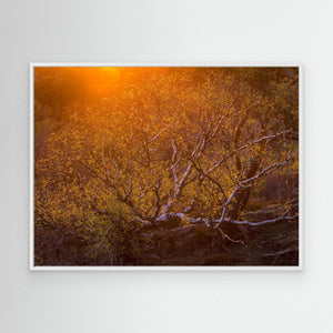 Solnedgång över björk i Änggårdsbergen | Canvas