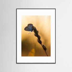 Blåvinge i solnedgång – Fine Art Print från Änggårdsbergens naturreservat
