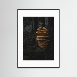 Svavelticka i Särö Västerskog | Fine Art Print från Halland