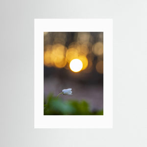 Rådasjöns Naturreservat, Härryda – Vitsippa i solnedgång | Fine Art Print