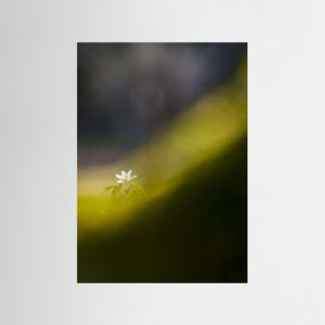 Botaniska trädgården, Göteborg – Vitsippa i vårens ljus | Fine Art Print