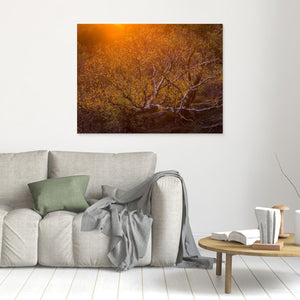 Solnedgång över björk i Änggårdsbergen | Canvas