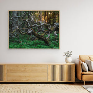 De vindvridna träden i Särö Västerskog | Canvas 