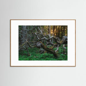 De vindvridna träden i Särö Västerskog | Fine Art Print