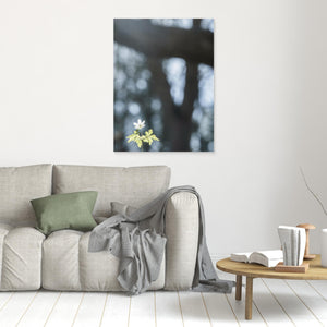 Vitsippa i vårsol – Lilla Änggården Göteborg | Canvas