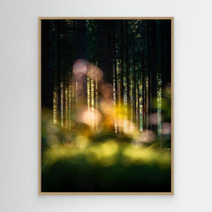 Skogens hemliga ljus - CANVAS