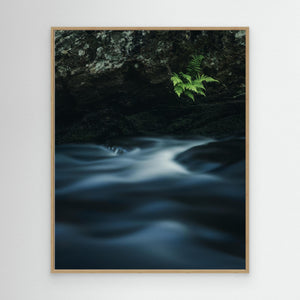Ormbunkar vid Mölndalsån – Kvarnberget, Risbohult naturreservat - CANVAS