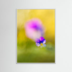 Styvmorsviol i vårens ljus – Orrekulla skans Hisingen | Fine Art Print