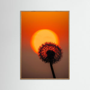 Danmark – Maskros i solnedgång vid Hirtshals | Fine Art Print