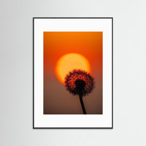 Danmark – Maskros i solnedgång vid Hirtshals | Fine Art Print