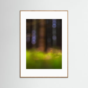 Mossa i Herkulesskogen – Naturfoto från Mölndal | Fine Art Print