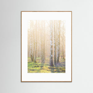 Björkskog i morgonljus – Ellesbo Hisingen | Fine Art Print