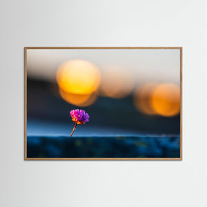 Blommande trift vid Lerkil – Kungsbacka kommun | Fine Art Print