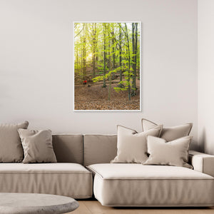 Bokskog i Rådasjöns naturreservat – Härryda | Canvas
