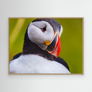 Lunnefågel – Porträtt från Runde - CANVAS