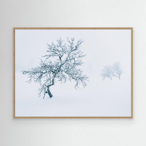 Fjällbjörkar i dimma – Grövelsjöfjällen vinter | Canvas