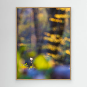 Vitsippa i bokskogen – Svejserdalen, Mölndal | Canvas