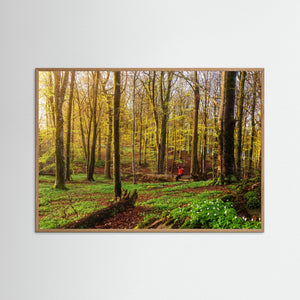 Vår i bokskogen – Rådasjöns naturreservat | Fine Art Print