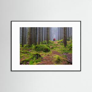 Dimmig Skog Mölndal – Herkulesskogen | Fine Art Print