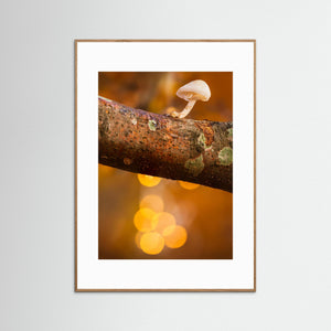Liten svamp i höstljus – Rådasjöns naturreservat | Fine Art Print