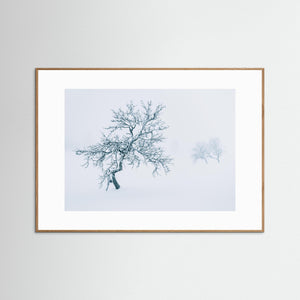 Fjällbjörkar i dimma – Grövelsjöfjällen vinter | Fine Art Print