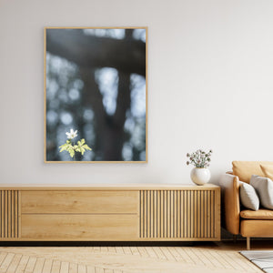 Vitsippa i vårsol – Lilla Änggården Göteborg | Canvas