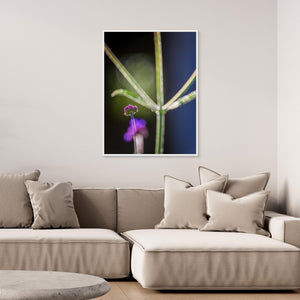 Blomma i motljus vid Fallebokvarn – Oskarshamn | Canvas