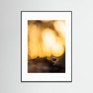Första blåsippan – Tjolöholm Kungsbacka | Fine Art Print