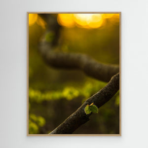 Boklöv i kvällsljus – Svejserdalen, Mölndal | Canvas