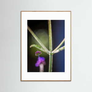 Blomma i motljus vid Fallebokvarn – Oskarshamn | Fine Art Print 