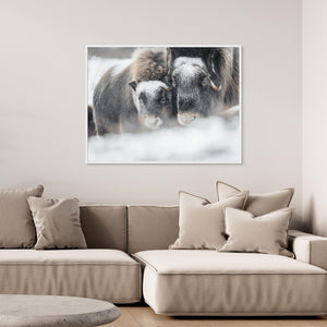 Myskoxar i snöstorm - CANVAS