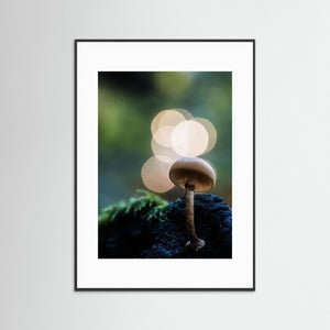 Skogens små världar – Ramberget, Hisingen | Fine Art Print