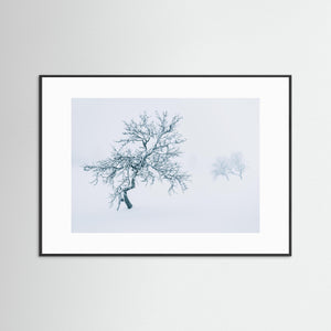 Fjällbjörkar i dimma – Grövelsjöfjällen vinter | Fine Art Print