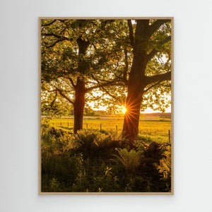 Solnedgång vid Hökälla naturreservat – Hisingen Göteborg | Canvas