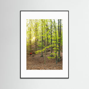 Bokskog i Rådasjöns naturreservat – Härryda | Fine Art Print