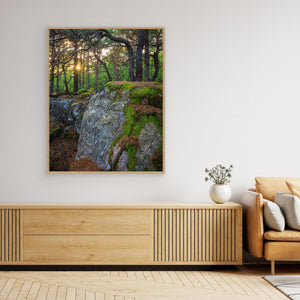 Särö Västerskog – gammelskog och kvällsljus i Kungsbacka | Canvas