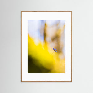 Dunsered, Mölndal – Blåsippa i vårens morgonljus | Fine Art Print