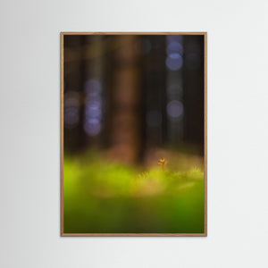 Mossa i Herkulesskogen – Naturfoto från Mölndal | Fine Art Print