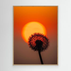 Danmark – Maskros i solnedgång vid Hirtshals | Canvas