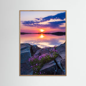 Blommande trift vid Billdal – Göteborgs kust | Fine Art Print